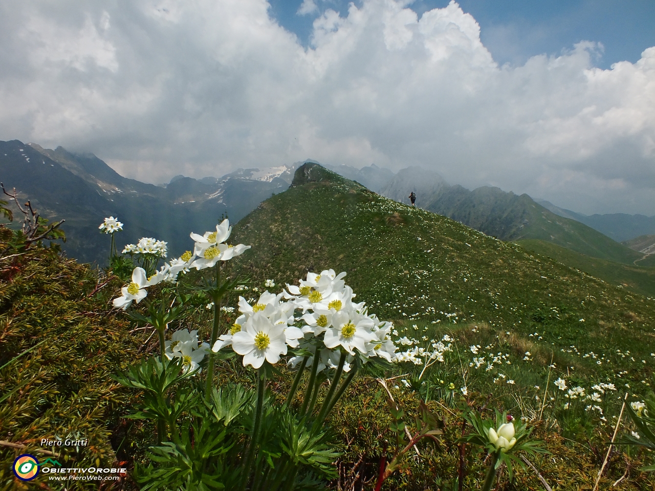 74 Anemone narcissino con vista verso monti Laghi Gemelli.JPG